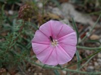 Convolvulus cantabricus 12, Saxifraga-Jeroen Willemsen