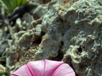 Convolvulus cantabricus 13, Saxifraga-Jeroen Willemsen