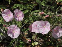 Convolvulus cantabricus 14, Saxifraga-Harry Jans