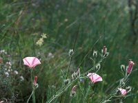 Convolvulus cantabricus 2, Saxifraga-Piet Zomerdijk