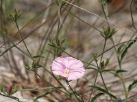 Convolvulus cantabricus 3, Saxifraga-Branko Bakan