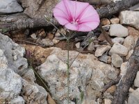 Convolvulus cantabricus 4 Saxifraga-Rutger Barendse