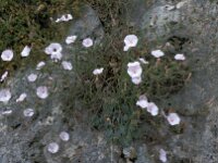 Convolvulus cantabricus 5, Saxifraga-Jan van der Straaten