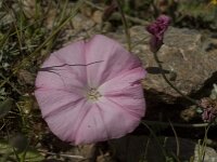 Convolvulus cantabricus 6, Saxifraga-Jan van der Straaten