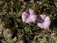 Convolvulus cantabricus 7, Saxifraga-Jan van der Straaten
