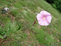 Convolvulus cantabricus 9, Saxifraga-Jasenka Topic