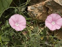 Convolvulus elegantissimus