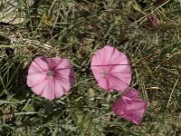 Convolvulus elegantissimus 2, Saxifraga-Jan van der Straaten