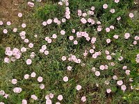 Convolvulus elegantissimus 8, Saxifraga-Harry Jans