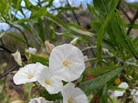 Convolvulus floridus