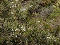 Convolvulus floridus 6, Saxifraga-Ed Stikvoort