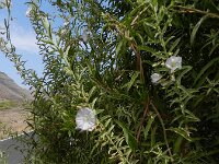 Convolvulus glandulosus