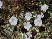 Convolvulus lineatus