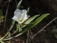 Convolvulus lineatus 2, Saxifraga-Ed Stikvoort