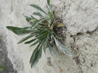 Convolvulus lineatus 4, Saxifraga-Rutger Barendse