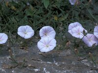 Convolvulus oleifolius