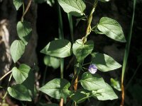 Convolvulus siculus