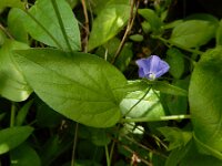 Convolvulus siculus 10, Saxifraga-Ed Stikvoort
