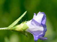 Convolvulus siculus 18, Saxifraga-Sonja Bouwman