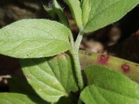 Convolvulus siculus 2, Saxifraga-Rutger Barendse