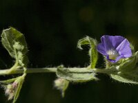 Convolvulus siculus 3, Saxifraga-Jan van der Straaten