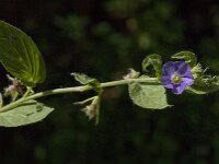 Convolvulus siculus 4, Saxifraga-Jan van der Straaten
