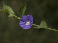 Convolvulus siculus 6, Saxifraga-Willem van Kruijsbergen