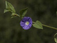 Convolvulus siculus 8, Saxifraga-Willem van Kruijsbergen