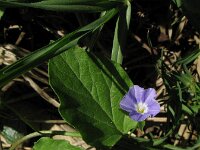Convolvulus siculus 9, Saxifraga-Rutger Barendse