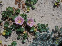 Convolvulus soldanella, Sea Bindweed
