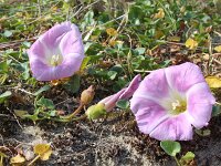 Convolvulus soldanella 22, Zeewinde, Saxifraga-Jeroen Willemsen