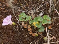 Convolvulus soldanella 6, Zeewinde, Saxifraga-Peter Meininger