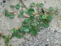 Convolvulus soldanella 8, Zeewinde, Saxifraga-Ed Stikvoort