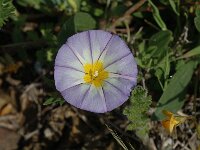 Convolvulus tricolor, Dwarf Morning Glory