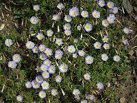 Convolvulus tricolor 2, Saxifraga-Jan van der Straaten