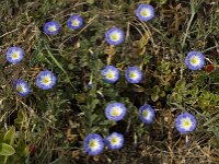 Convolvulus tricolor 8, Saxifraga-Willem van Kruijsbergen