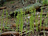 Corallorhiza trifida, Coralroot Orchid