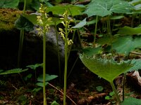 Corallorhiza trifida 12, Koraalwortel, Saxifraga-Ed Stikvoort