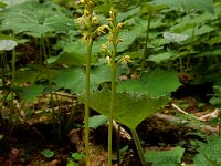 Corallorhiza trifida 15, Koraalwortel, Saxifraga-Ed Stikvoort