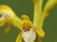 Corallorhiza trifida 16, Koraalwortel, Saxifraga-Hans Dekker