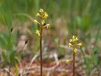 Corallorhiza trifida 19, Koraalwortel, Saxifraga-Hans Dekker