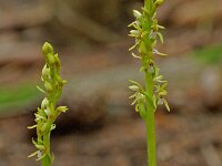 Corallorhiza trifida 2, Koraalwortel, Saxifraga-Willem van Kruijsbergen