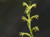 Corallorhiza trifida 20, Koraalwortel, Saxifraga-Willem van Kruijsbergen