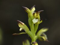 Corallorhiza trifida 21, Koraalwortel, Saxifraga-Willem van Kruijsbergen