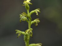 Corallorhiza trifida 22, Koraalwortel, Saxifraga-Willem van Kruijsbergen