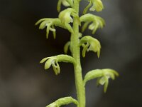 Corallorhiza trifida 23, Koraalwortel, Saxifraga-Willem van Kruijsbergen