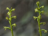 Corallorhiza trifida 24, Koraalwortel, Saxifraga-Willem van Kruijsbergen