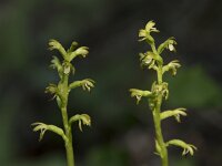 Corallorhiza trifida 25, Koraalwortel, Saxifraga-Willem van Kruijsbergen