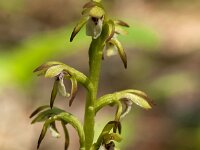Corallorhiza trifida 26, Koraalwortel, Saxifraga-Luuk Vermeer