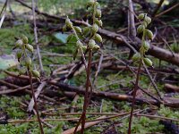 Corallorhiza trifida 27, Koraalwortel, Saxifraga-Ed Stikvoort